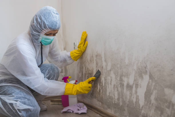 Best Mold Odor Removal Services  in Gholson, TX