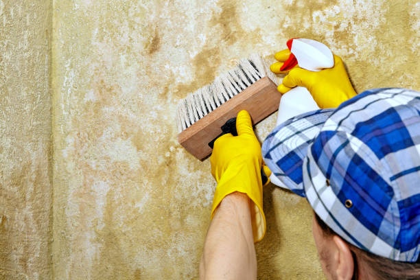 Trusted Gholson, TX Mold Removal Experts