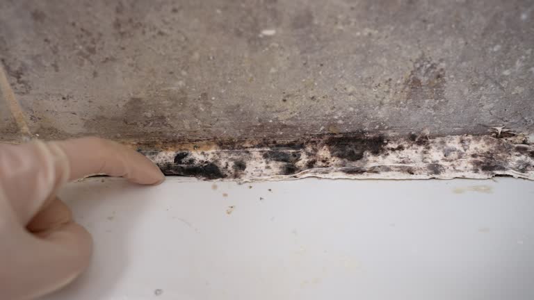 Best Residential Mold Inspection & Testing  in Gholson, TX